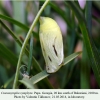 coenonympha symphyta  didi abuli pupa 1